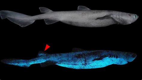 Y­e­n­i­ ­Z­e­l­a­n­d­a­ ­A­ç­ı­k­l­a­r­ı­n­d­a­ ­“­I­ş­ı­k­ ­S­a­ç­a­n­”­ ­D­e­v­ ­K­ö­p­e­k­ ­B­a­l­ı­ğ­ı­ ­K­e­ş­f­e­d­i­l­d­i­